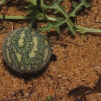 Citrullus colocynthis (L.) Schrad.